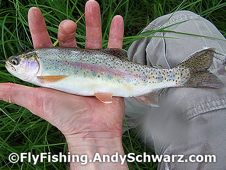 Nice rainbow trout
