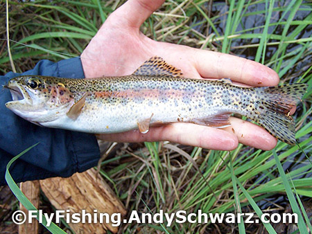 Beautiful 11" wild rainbow trout!!!