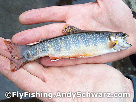 Love the colors and spots on these brook trout.