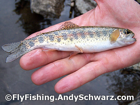 Another beautiful wild rainbow trout.