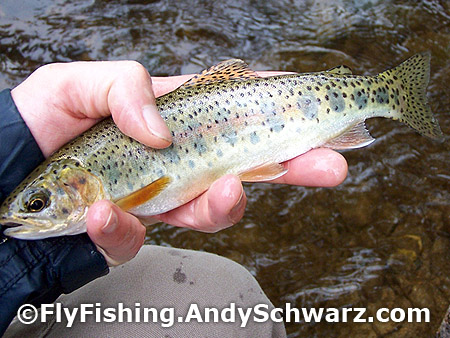 Golden colored rainbow trout on a prince nymph.