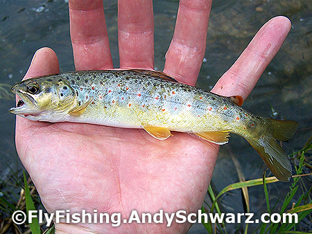 Juvenile rainbow trout on a prince nymph.