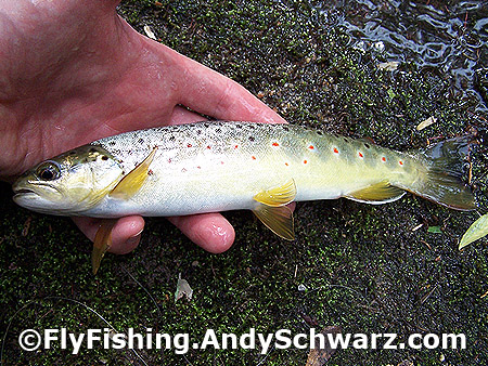10 inch brown trout on a bead head prince nymph.