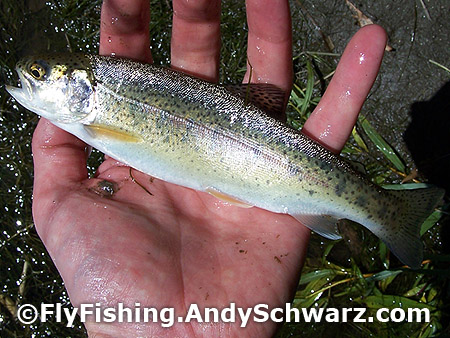Rainbow Trout on a Blue Wing Olive.