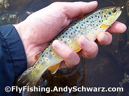 Juvenile brown trout on a bead head nymph.