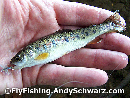 Juvenile rainbow trout on blue wing olive.