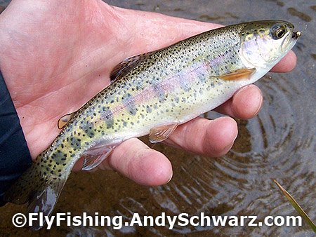 Rainbow trout on bead head nymph.