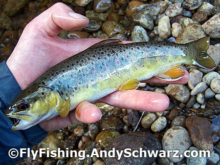 Brook trout on a prince nymph.