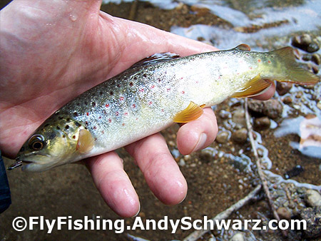 Brook trout on a prince nymph.