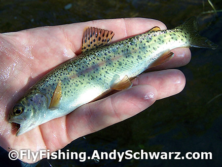 Juvenile golden rainbow trout.