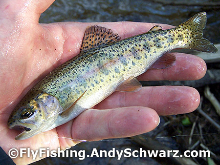 Another juvenile golden rainbow trout.